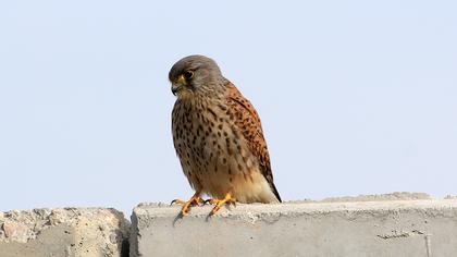 Common Kestrel