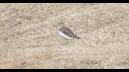 Green Sandpiper