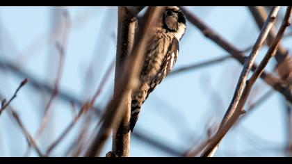 Lesser Spotted Woodpecker