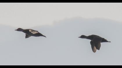 Common Scoter