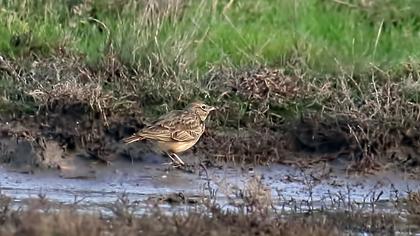 Woodlark
