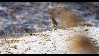 Crested Lark