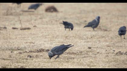 Western Jackdaw