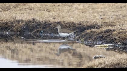 Green Sandpiper
