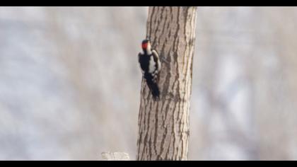 Great Spotted Woodpecker