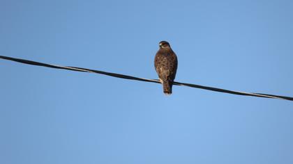 Common Buzzard