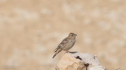 Rock Sparrow