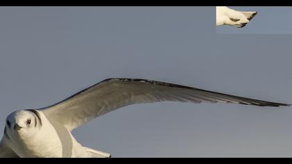 Black-legged Kittiwake