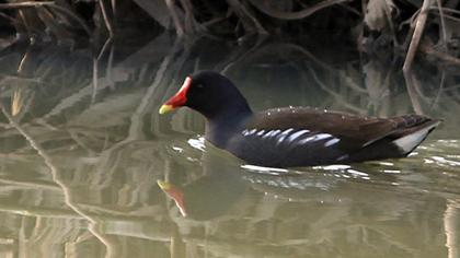 Common Moorhen