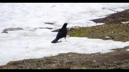 Alpine Chough