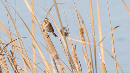 Common Reed Bunting