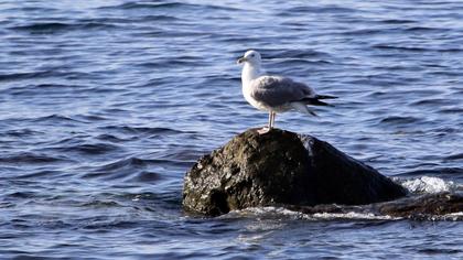 Caspian Gull