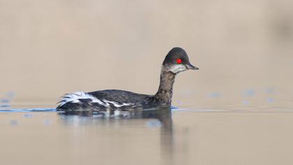 Black-necked Grebe