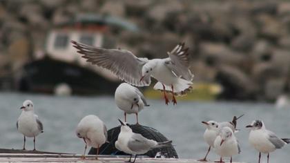 Black-headed Gull