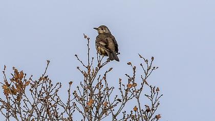 Mistle Thrush