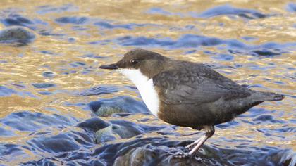 White-throated Dipper
