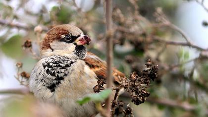 House Sparrow