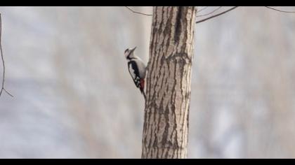 Syrian Woodpecker