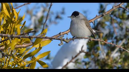 Karabaşlı ötleğen