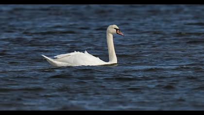 Mute Swan