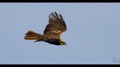 Western Marsh Harrier