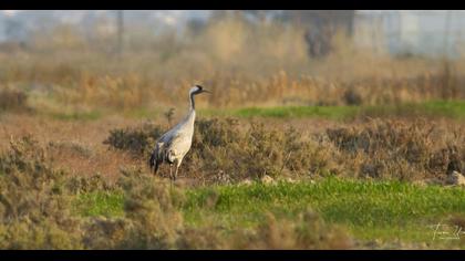 Common Crane