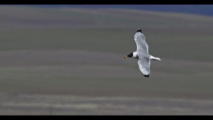 Pallas`s Gull