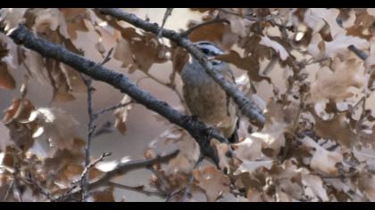 Rock Bunting