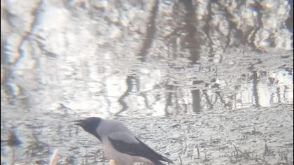Hooded Crow