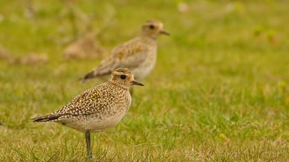 European Golden Plover