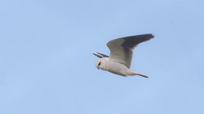 Black-winged Kite