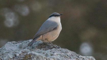 Western Rock Nuthatch