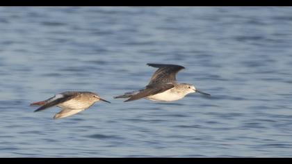 Common Redshank