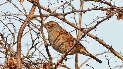 Dunnock