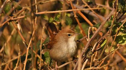 Cetti`s Warbler
