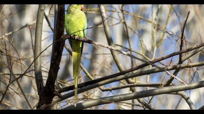 Rose-ringed Parakeet