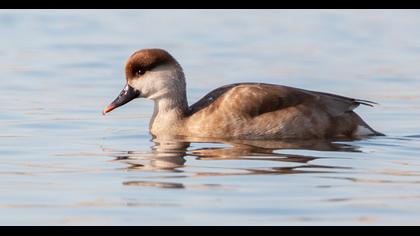 Red-crested Pochard