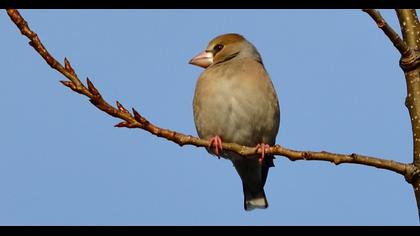Hawfinch