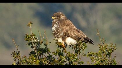 Common Buzzard