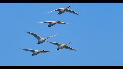 Tundra Swan
