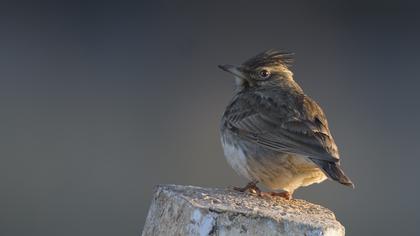 Crested Lark