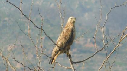 Long-legged Buzzard