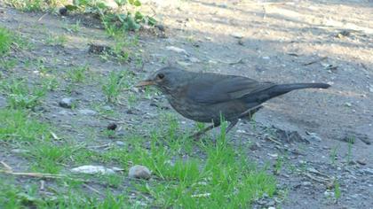 Common Blackbird