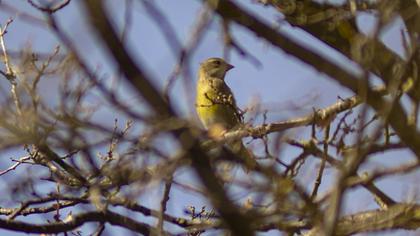 European Greenfinch