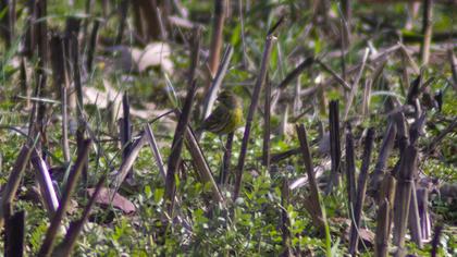 European Serin