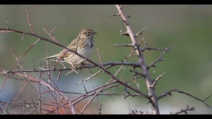 Corn Bunting