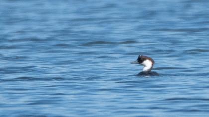 Smew