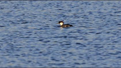 Smew
