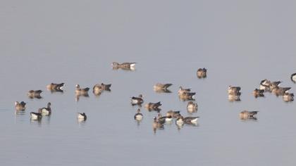 Greater White-fronted Goose