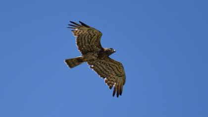 Short-toed Snake Eagle
